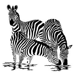 Dibujo para colorear: Cebra (Animales) #12955 - Dibujos para Colorear e Imprimir Gratis