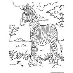Dibujo para colorear: Cebra (Animales) #12995 - Dibujos para Colorear e Imprimir Gratis