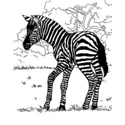 Dibujo para colorear: Cebra (Animales) #13027 - Dibujos para Colorear e Imprimir Gratis