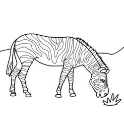 Dibujo para colorear: Cebra (Animales) #13035 - Dibujos para Colorear e Imprimir Gratis