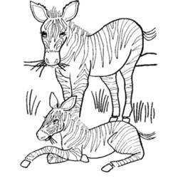 Dibujo para colorear: Cebra (Animales) #13051 - Dibujos para Colorear e Imprimir Gratis
