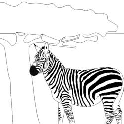 Dibujo para colorear: Cebra (Animales) #13075 - Dibujos para Colorear e Imprimir Gratis