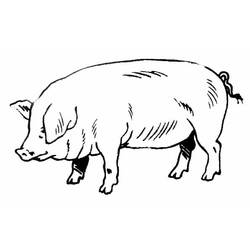 Dibujo para colorear: Cerdo (Animales) #3596 - Dibujos para Colorear e Imprimir Gratis
