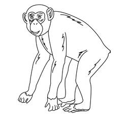 Dibujo para colorear: Chimpancé (Animales) #2767 - Dibujos para Colorear e Imprimir Gratis
