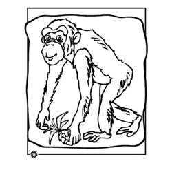 Dibujo para colorear: Chimpancé (Animales) #2798 - Dibujos para Colorear e Imprimir Gratis