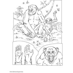 Dibujo para colorear: Chimpancé (Animales) #2832 - Dibujos para Colorear e Imprimir Gratis