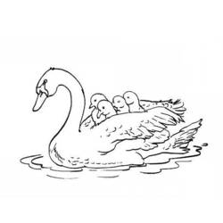 Dibujo para colorear: Cisne (Animales) #5012 - Dibujos para Colorear e Imprimir Gratis