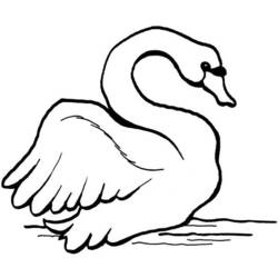 Dibujo para colorear: Cisne (Animales) #5033 - Dibujos para Colorear e Imprimir Gratis