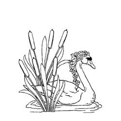 Dibujo para colorear: Cisne (Animales) #5038 - Dibujos para Colorear e Imprimir Gratis