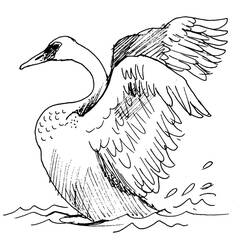 Dibujo para colorear: Cisne (Animales) #5083 - Dibujos para Colorear e Imprimir Gratis