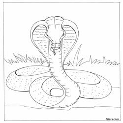 Dibujo para colorear: Cobra (Animales) #3247 - Dibujos para Colorear e Imprimir Gratis