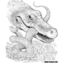 Dibujo para colorear: Cocodrilo (Animales) #4854 - Dibujos para Colorear e Imprimir Gratis