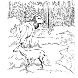 Dibujo para colorear: Coneja (Animales) #1137 - Dibujos para Colorear e Imprimir Gratis