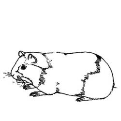 Dibujo para colorear: Conejillo de Indias (Animales) #18486 - Dibujos para Colorear e Imprimir Gratis