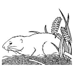 Dibujo para colorear: Conejillo de Indias (Animales) #18494 - Dibujos para Colorear e Imprimir Gratis