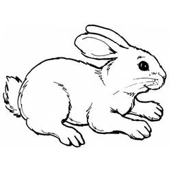 Dibujo para colorear: Conejo (Animales) #9507 - Dibujos para Colorear e Imprimir Gratis