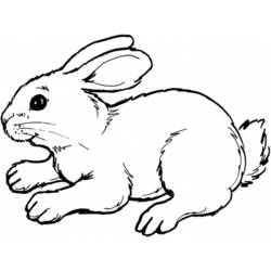 Dibujo para colorear: Conejo (Animales) #9526 - Dibujos para Colorear e Imprimir Gratis
