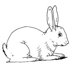 Dibujo para colorear: Conejo (Animales) #9530 - Dibujos para Colorear e Imprimir Gratis