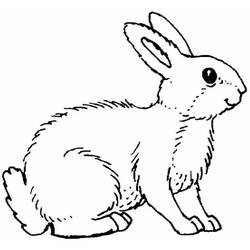 Dibujo para colorear: Conejo (Animales) #9689 - Dibujos para Colorear e Imprimir Gratis