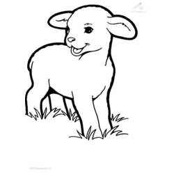 Dibujo para colorear: Cordero (Animales) #178 - Dibujos para Colorear e Imprimir Gratis