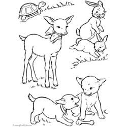 Dibujo para colorear: Cordero (Animales) #262 - Dibujos para Colorear e Imprimir Gratis