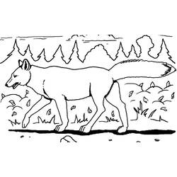 Dibujo para colorear: Coyote (Animales) #4498 - Dibujos para Colorear e Imprimir Gratis