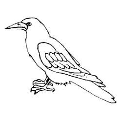 Dibujo para colorear: Cuervo (Animales) #4283 - Dibujos para Colorear e Imprimir Gratis