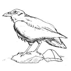Dibujo para colorear: Cuervo (Animales) #4284 - Dibujos para Colorear e Imprimir Gratis