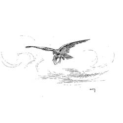 Dibujo para colorear: Cuervo (Animales) #4316 - Dibujos para Colorear e Imprimir Gratis