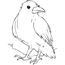 Dibujo para colorear: Cuervo (Animales) #4357 - Dibujos para Colorear e Imprimir Gratis