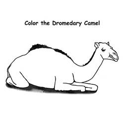 Dibujo para colorear: Dromedario (Animales) #5921 - Dibujos para Colorear e Imprimir Gratis