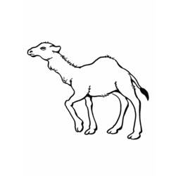 Dibujo para colorear: Dromedario (Animales) #5969 - Dibujos para Colorear e Imprimir Gratis