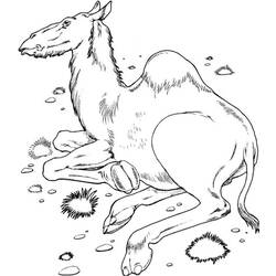 Dibujo para colorear: Dromedario (Animales) #5979 - Dibujos para Colorear e Imprimir Gratis