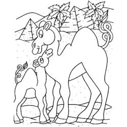 Dibujo para colorear: Dromedario (Animales) #6037 - Dibujos para Colorear e Imprimir Gratis