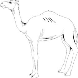 Dibujo para colorear: Dromedario (Animales) #6057 - Dibujos para Colorear e Imprimir Gratis