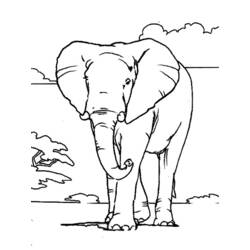 Dibujo para colorear: Elefante (Animales) #6301 - Dibujos para Colorear e Imprimir Gratis