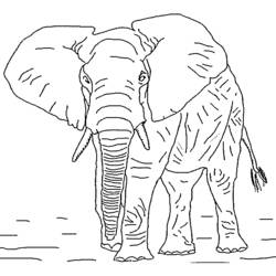 Dibujo para colorear: Elefante (Animales) #6306 - Dibujos para Colorear e Imprimir Gratis