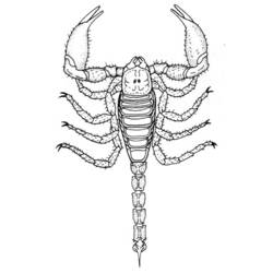 Dibujo para colorear: Escorpión (Animales) #14590 - Dibujos para Colorear e Imprimir Gratis