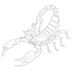 Dibujo para colorear: Escorpión (Animales) #14624 - Dibujos para Colorear e Imprimir Gratis