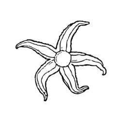 Dibujo para colorear: Estrella de mar (Animales) #6769 - Dibujos para Colorear e Imprimir Gratis