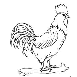 Dibujo para colorear: Gallo (Animales) #4085 - Dibujos para Colorear e Imprimir Gratis
