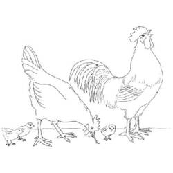 Dibujo para colorear: Gallo (Animales) #4126 - Dibujos para Colorear e Imprimir Gratis