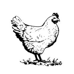 Dibujo para colorear: Gallo (Animales) #4133 - Dibujos para Colorear e Imprimir Gratis