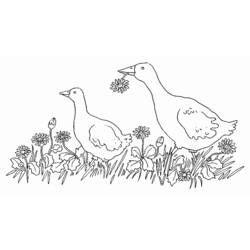 Dibujo para colorear: Ganso (Animales) #11691 - Dibujos para Colorear e Imprimir Gratis