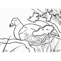 Dibujo para colorear: Ganso (Animales) #11725 - Dibujos para Colorear e Imprimir Gratis