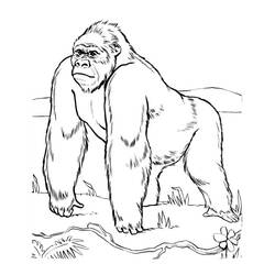 Dibujo para colorear: Gorila (Animales) #7421 - Dibujos para Colorear e Imprimir Gratis