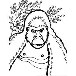 Dibujo para colorear: Gorila (Animales) #7431 - Dibujos para Colorear e Imprimir Gratis