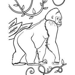 Dibujo para colorear: Gorila (Animales) #7442 - Dibujos para Colorear e Imprimir Gratis