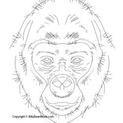 Dibujo para colorear: Gorila (Animales) #7463 - Dibujos para Colorear e Imprimir Gratis