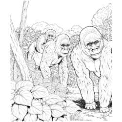 Dibujo para colorear: Gorila (Animales) #7464 - Dibujos para Colorear e Imprimir Gratis